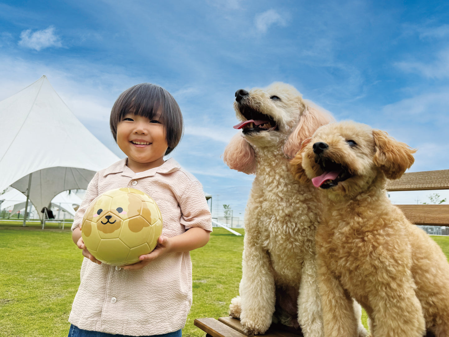 Football Zoo Airless  プードル