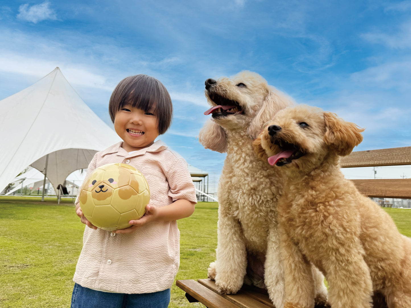 Football Zoo Airless  プードル